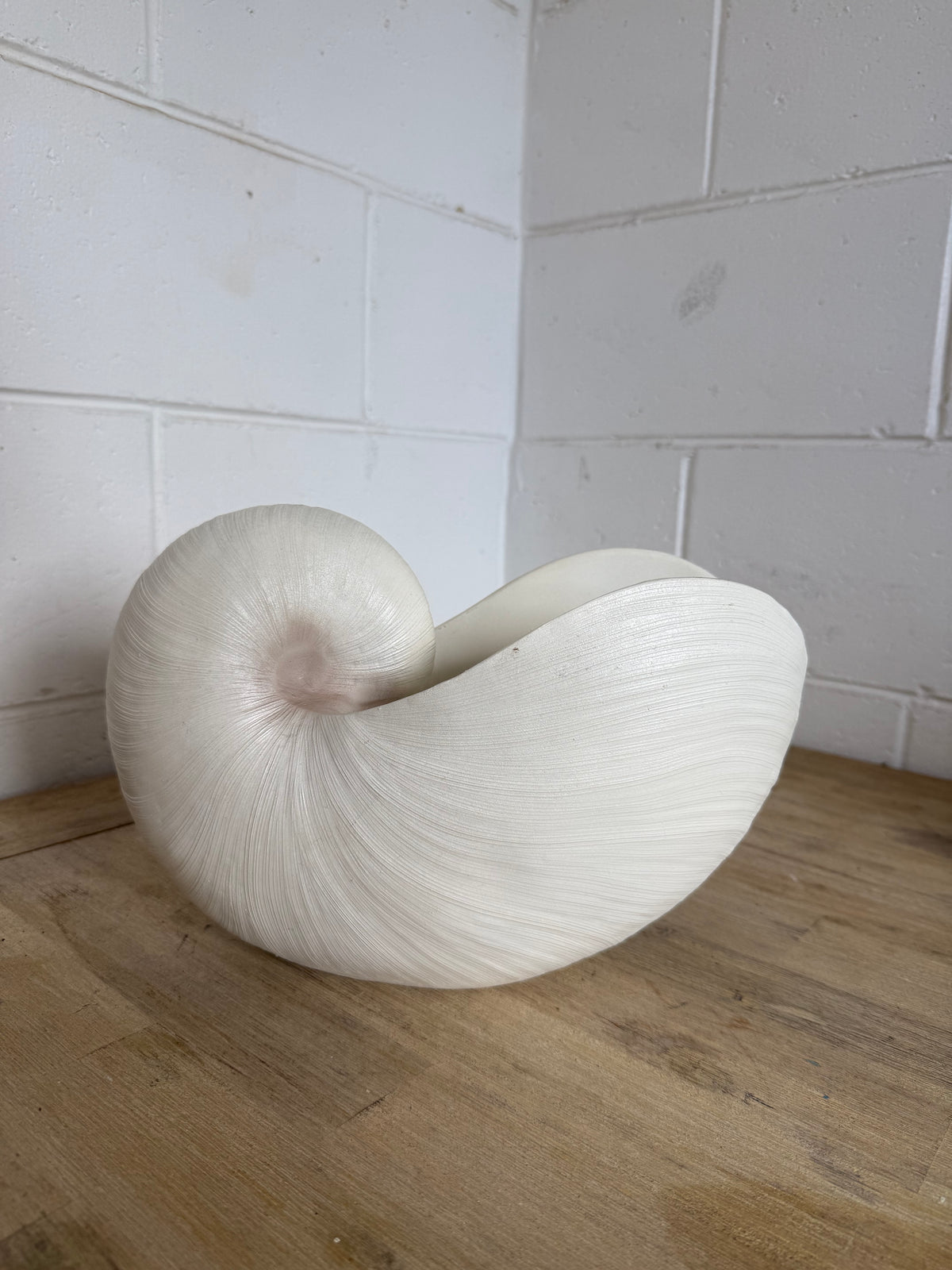 Terracotta Clayworks White Nautilus Shell Planter