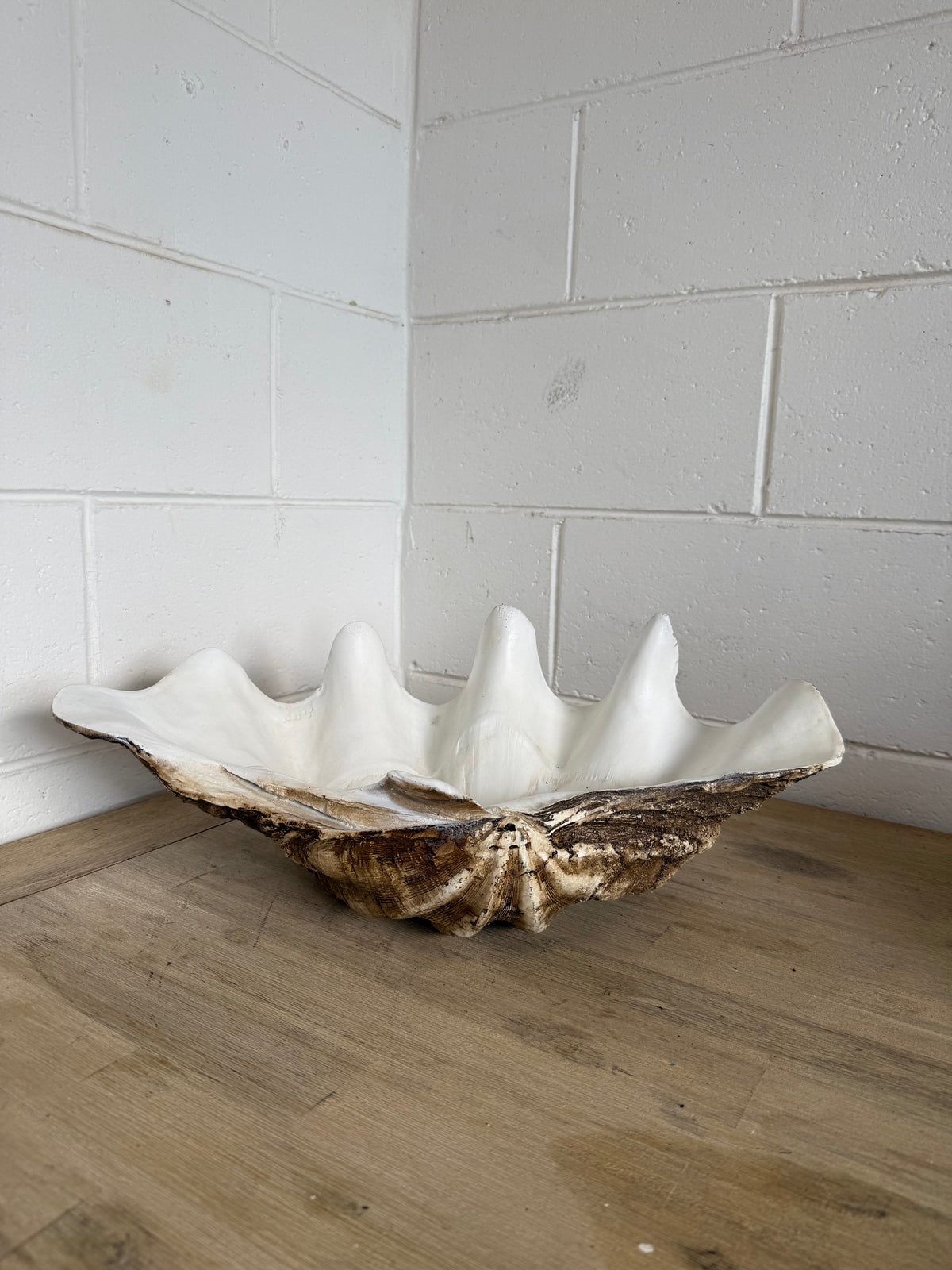 Terracotta Clayworks Large Clam Shell Planter