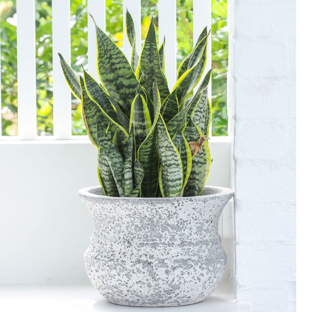 Ancient Lucinda Pot 2