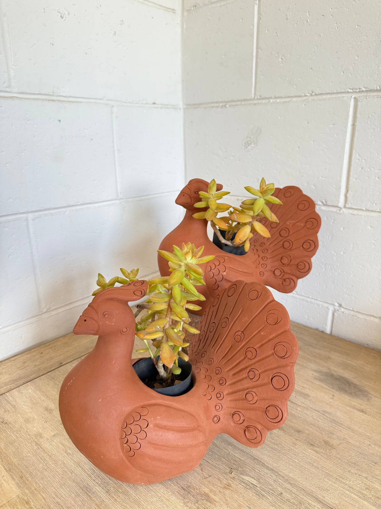 Terracotta Peacock Planter