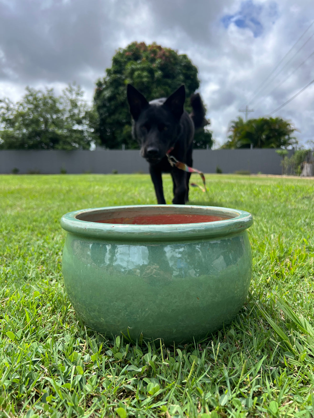 Flat Rim Planter Glazed Flat-Rim Bowl Planter — Garden Pots | Burrum Lands... – Burrum ...