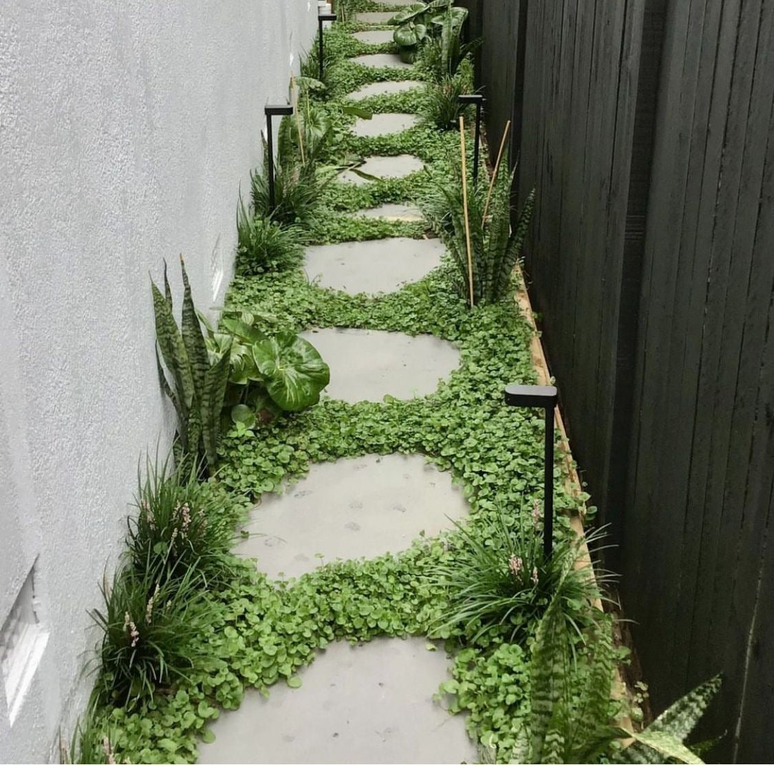 Bluestone Organic Stepper