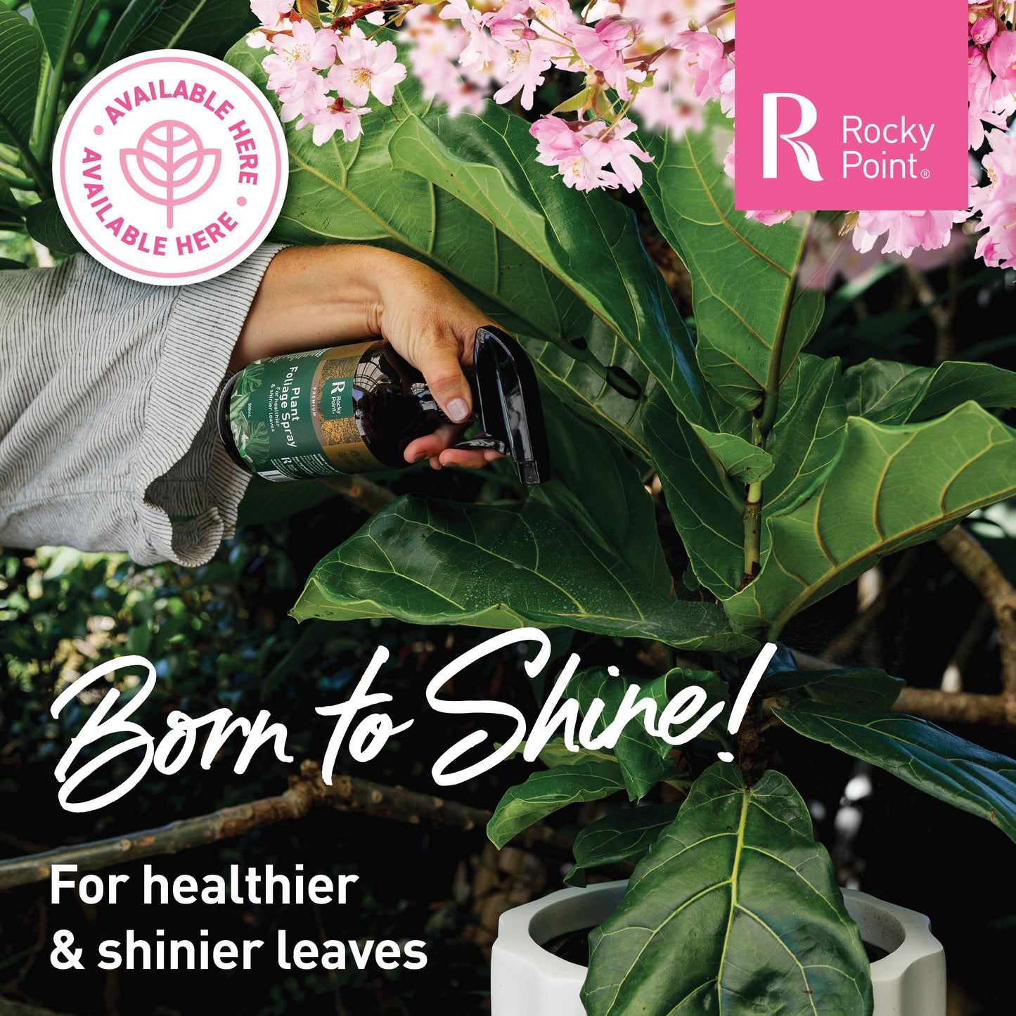 Indoor Plant Care Pack